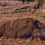 Первый случай африканской чумы свиней подтвержден в Германии